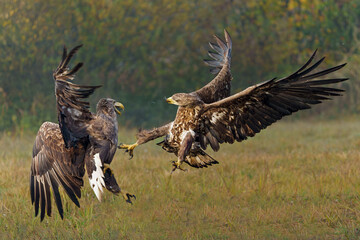 Eagle battle. White tailed eagles (Haliaeetus albicilla) fighting for food on a field in the forest in Poland