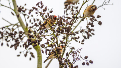 Goldfinches feeding on Alder, Slimbridge, England