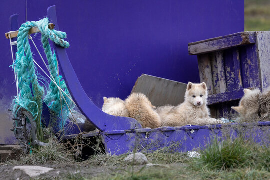 Puppies of Greenlandic sled dogs