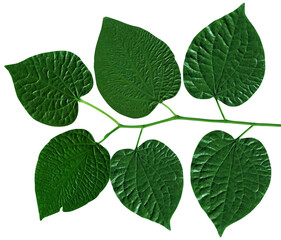 piper sarmentosum, green leaf isolated on white background, Clipping path