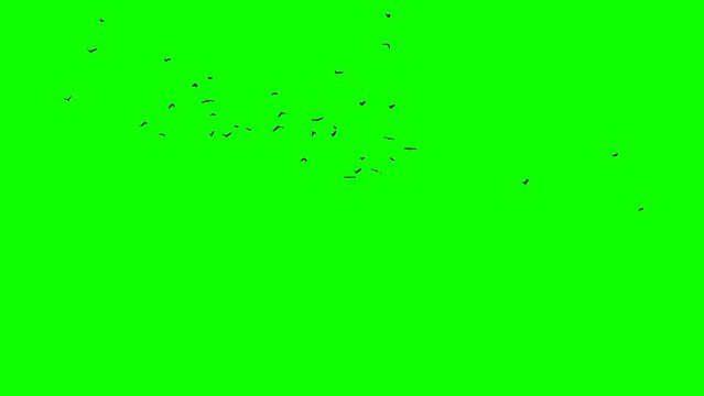 A flock of black birds flies off into the horizon. An element for a multi layered composition. Chromakey video