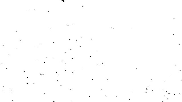 black silhouettes of birds slowly spin against the background of the white sky. bird Flock slowly moving from left to right