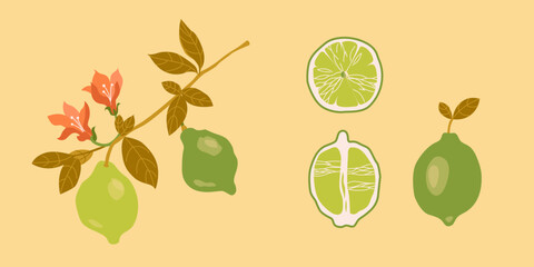 Blooming lemon tree branch with yellow citrus fruits, blossomed flowers and leaves. Plant with ripe fruitage. Modern botanical flat graphic vector illustration isolated