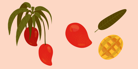 Collection of mango fruit, leaves and mango slice. Mango for menu design, brochure illustration. Can used for packaging