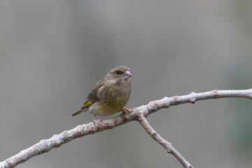 Green finch Chloris chloris sitting on a branch