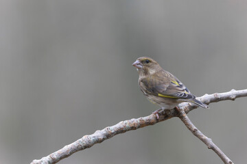 Green finch Chloris chloris sitting on a branch