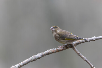 Fototapeta premium Green finch Chloris chloris sitting on a branch