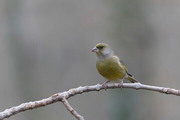 Green finch Chloris chloris sitting on a branch