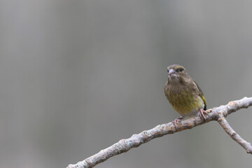 Green finch Chloris chloris sitting on a branch