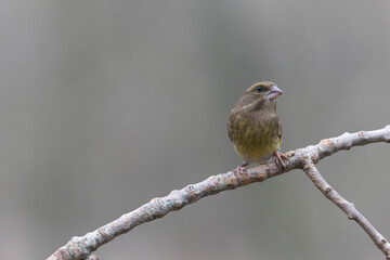 Green finch Chloris chloris sitting on a branch