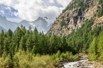 Mountain Alpine gorge, overgrown with dense pine forest, water stream rushes along granite rapids...