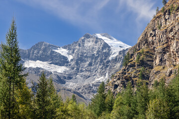 Fototapeta na wymiar Alpine gorge bottom with evergreen pine forest in Gran Paradiso National Park. Aosta valley, Italy