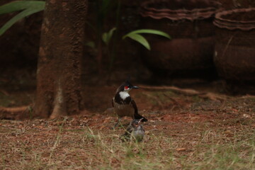 A Red-whiskered bulbul with its nestling