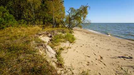 Fototapeta na wymiar Sandy beach and autumn forest on a sunny day
