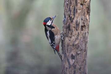 Fototapeta premium great spotted Woodpecker Dendrocopos major climbing on tree trunk