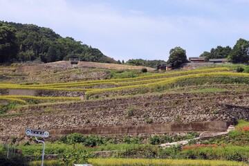 南有馬町　谷水棚田	
