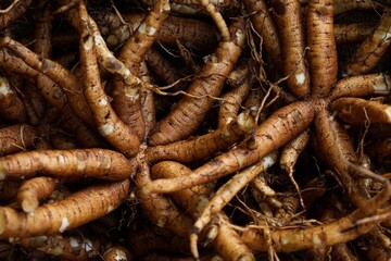 Coleus forskohlii root. Coleus barbatus root. Plectranthus barbatus.