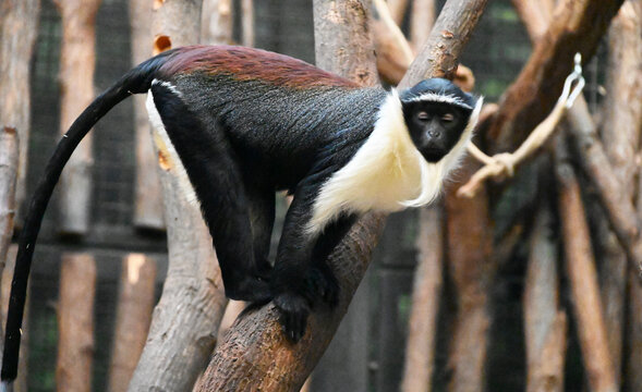 A Dinana monkey  (roloway monkey) on tree