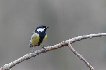 Great Tit Parus major, a passerine bird, perched
