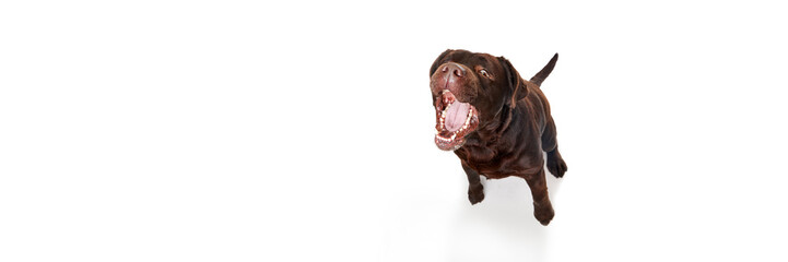 Studio photo of beautiful brown Labrador dog posing with open mouth over white studio background. Banner, flyer. Concept of pets, domestic animal, care