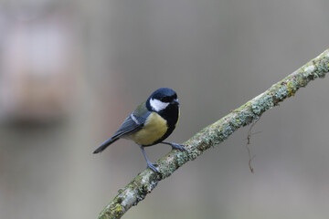 Great Tit Parus major, a passerine bird, perched