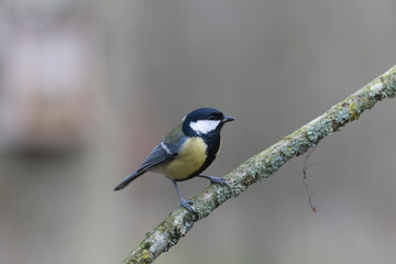 Great Tit Parus major, a passerine bird, perched