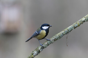 Great Tit Parus major, a passerine bird, perched