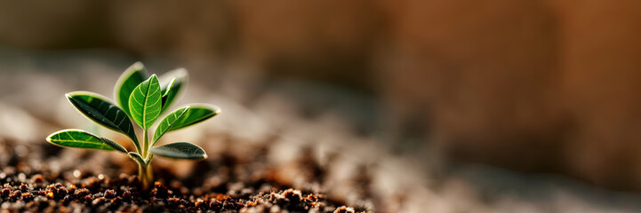 Small plant sprouting out of the ground, signalling growth for the year 2023, copy-space on right, seedling growing