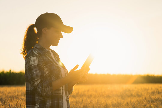 A woman farmer examines the field of cereals and sends data to the cloud from the tablet. Smart farming and digital agriculture.