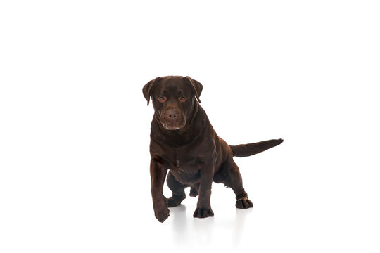 Studio photo of beautiful brown Labrador dog posing, running, walking over white studio background. Concept of pets, domestic animal, care