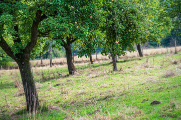Reife Äpfel im Apfelbaum