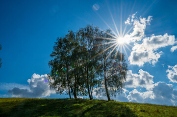 Sonne die durch Birken strahlt
