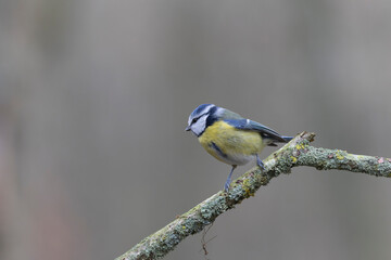 Blue Tit Cyanistes caeruleus perched on a dead branch