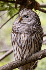 Small barred owl in a tree