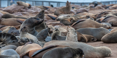 Impression of the abundant number of seals in the seal colony near Skeleton Coast, Namibia.