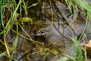 Une jolie grenouille verte