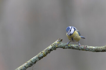 Blue Tit Cyanistes caeruleus perched on a dead branch