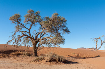Landscape shot of the sand dunes and scattered trees near Sossusvlei, Namibia