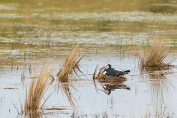 Pied stilt (Himantopus leucocephalus)