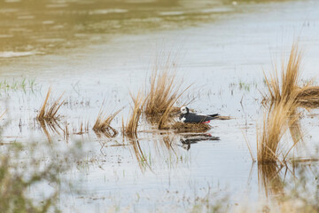 Pied stilt (Himantopus leucocephalus)