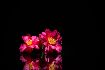 満開のサザンカ