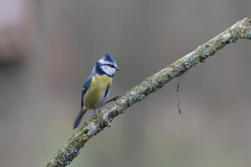 Blue Tit Cyanistes caeruleus perched on a dead branch