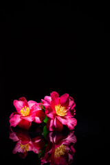 Fototapeta premium 満開のサザンカ