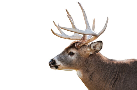 Deer head white background. Mature Red Deer head