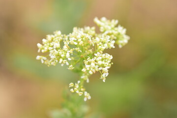 Mini fleurs blanches
