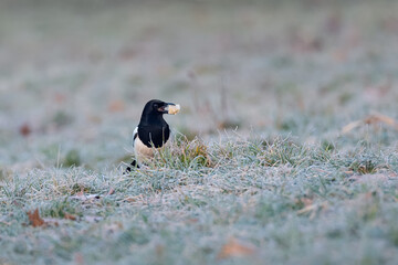 Beautiful magpie sitting on the green grass with frost