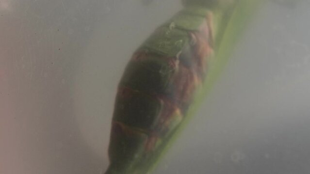 Startup Biotechnological research of insects on the FEMALE Praying Mantis in laboratory conditions for medical and cosmetic purposes. Biology at home