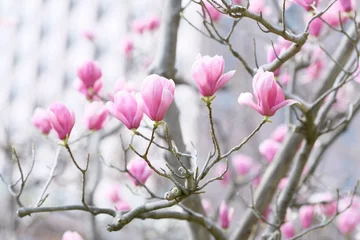 Foto op Canvas purple magnolia in full blooming © 百合 須藤