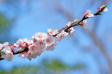 cherry blossoms in full blooming