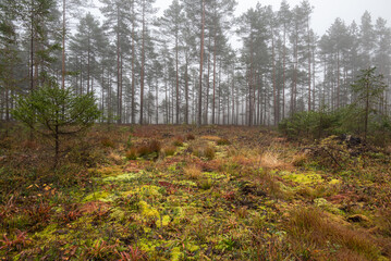 Foggy misty and swampy autumn moor with colorful moss in the foreground